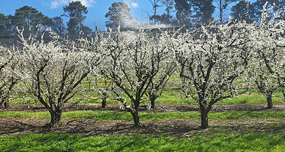 Bilpin Thumbs DEC 2025