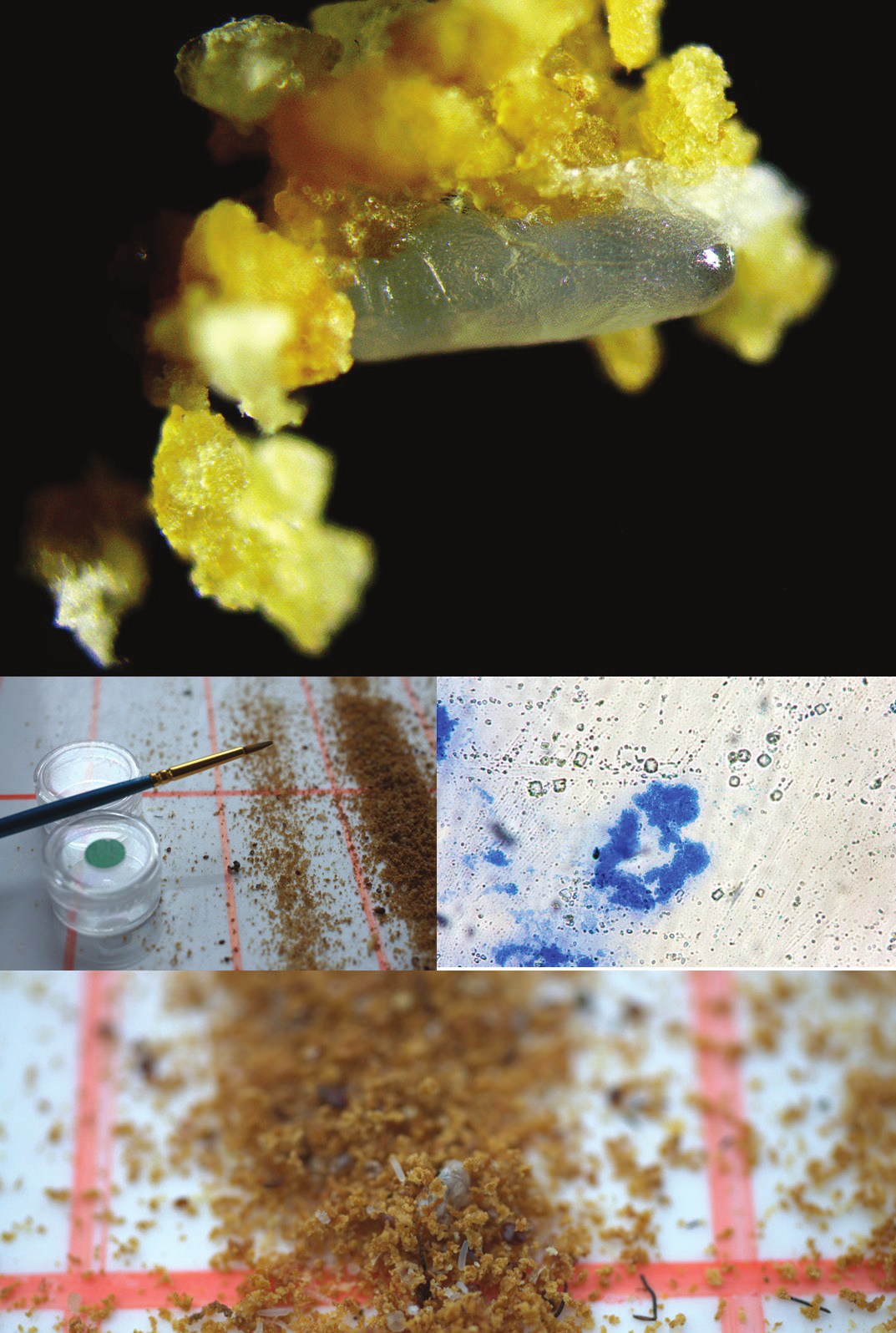Image Fig3 Eggs In Debris