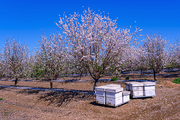 Almondpollination Copy