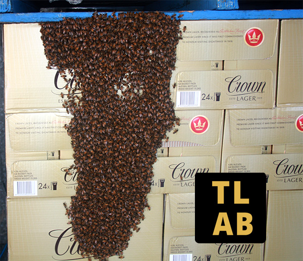 Swarm Lager 600 TLAB