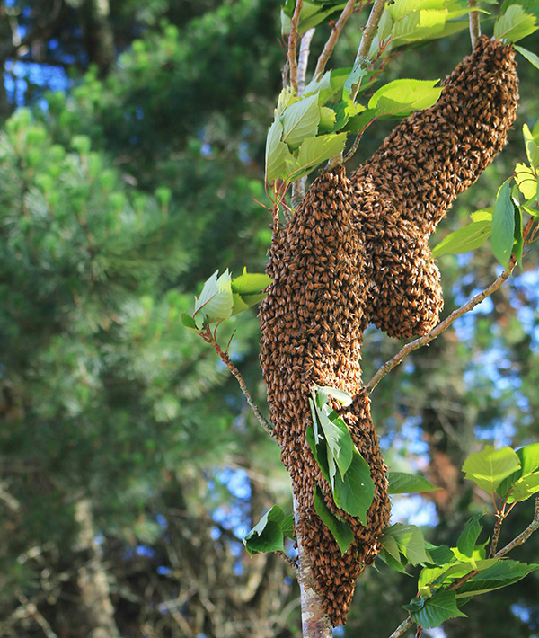 Swarm Leonie Clough 600