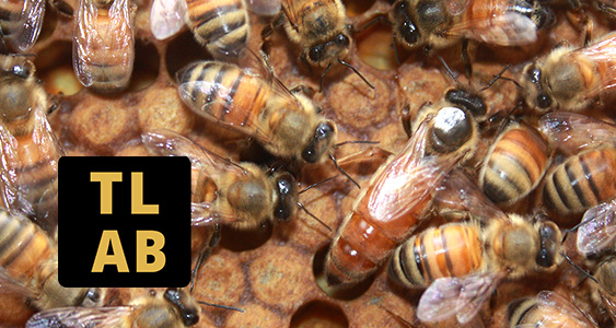 Queen Issue Page Thumbs FEB 2026