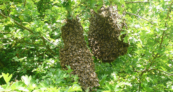 Scottish Issue Page Thumbs March 2026