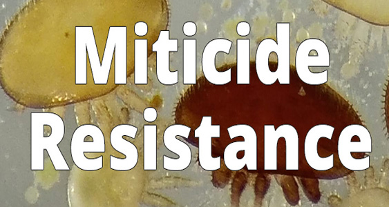 Miticide Resistance Thumbs April 2026