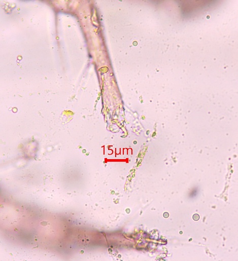 Fig07 Single Empodial Claw