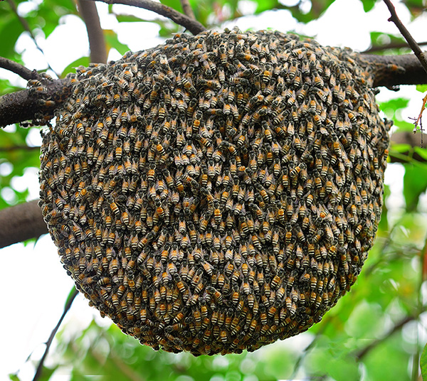 Bee Swarm600