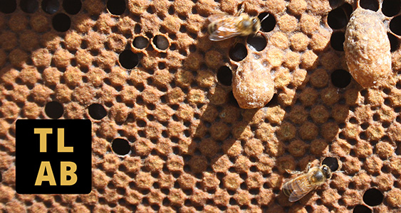 TLAB Thumbs DEC 2025