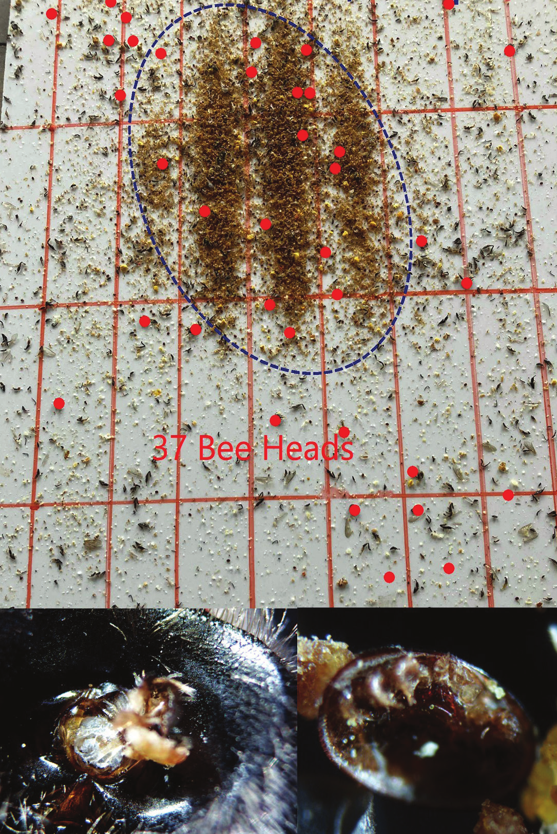 Image Fig4 Wasp Attack Debris