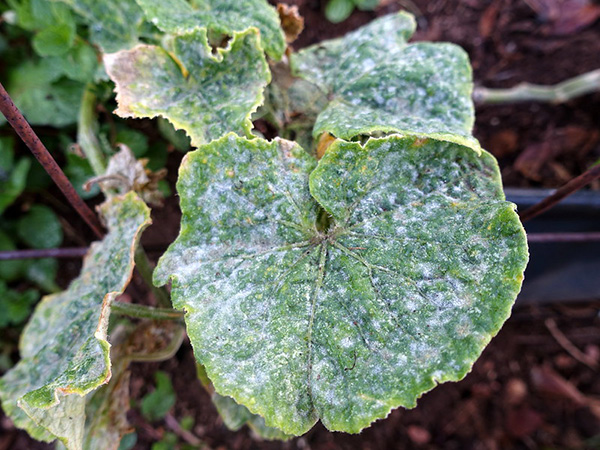 Powdery Mildew 600
