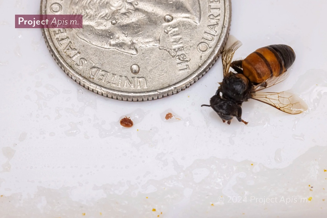 Fig06 Identifying Varroa And Tropilaelaps