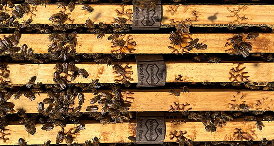 Liz Frost Thumbs April 2026