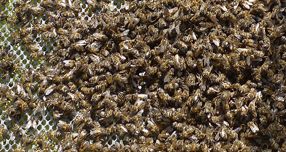 Poison Issue Page Thumbs FEB 2026