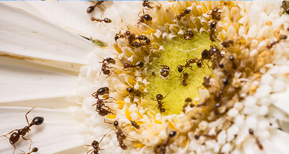 Issue Page Thumbs Ants