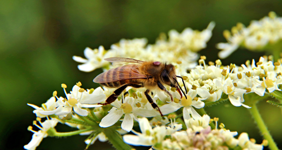 Spring Bee 169 2