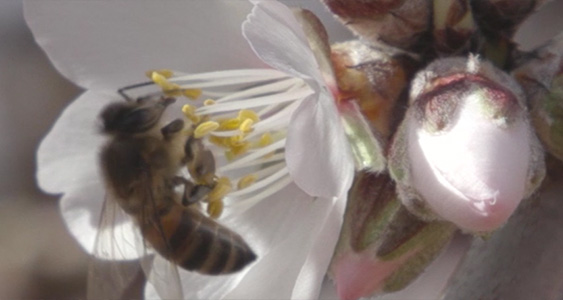Issue Page Thumbs June 2026 Pollination