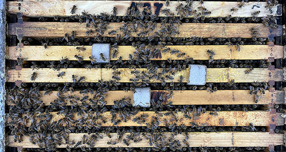 Oxalic Strips Thumbs Oct 2025