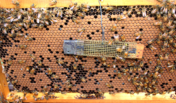 Wire hook to  suspend the cage with the colony queen so the  colony bees  can  fed the queen . Brood  frame from a hive only previously treated with organic miticides.