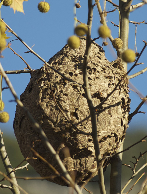 04 Secondary Nest In Tree 600