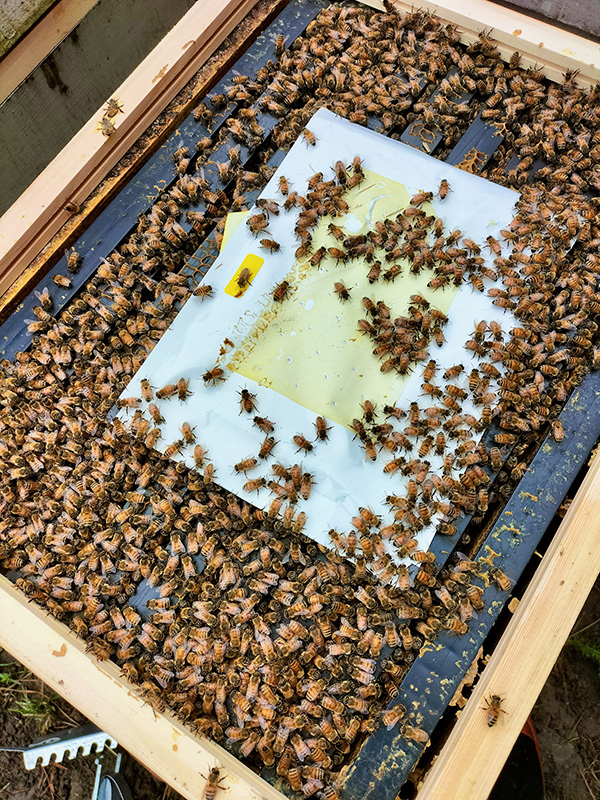 Pouches In Hive 600