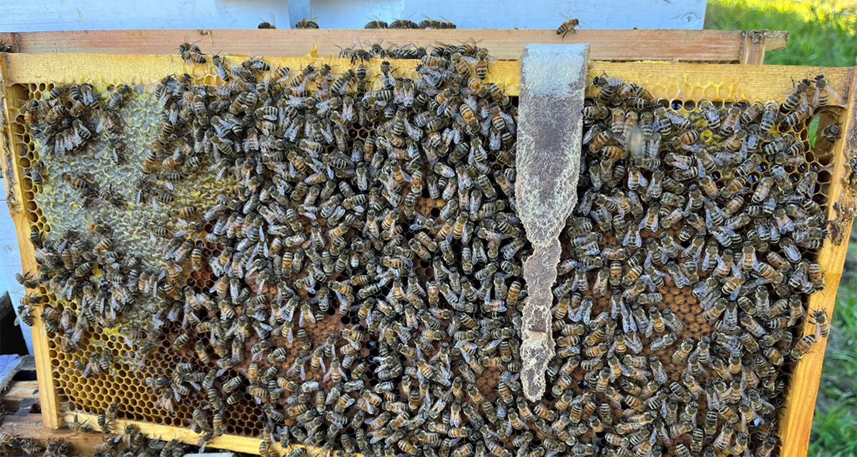Figure 2. Roughly half of the VarroxSan strips looked like this 50 days after treatment went in. The other half were almost completely chewed and gone