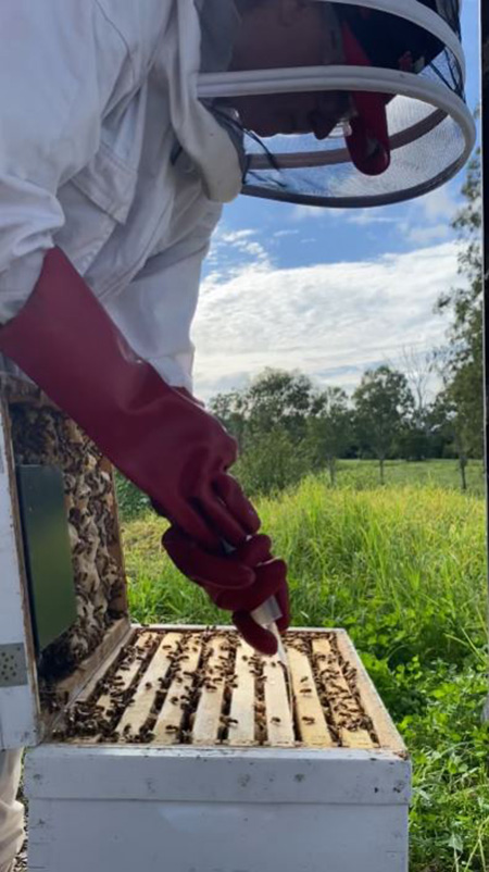 Oxalic Acid Dribble 450W