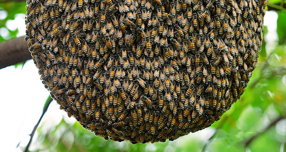 Swarm System Thumb