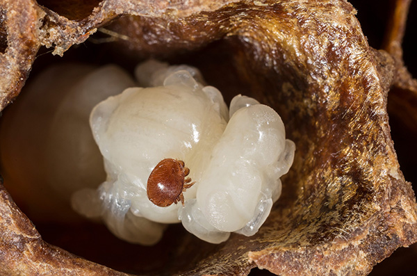 Varroaonpupa 600