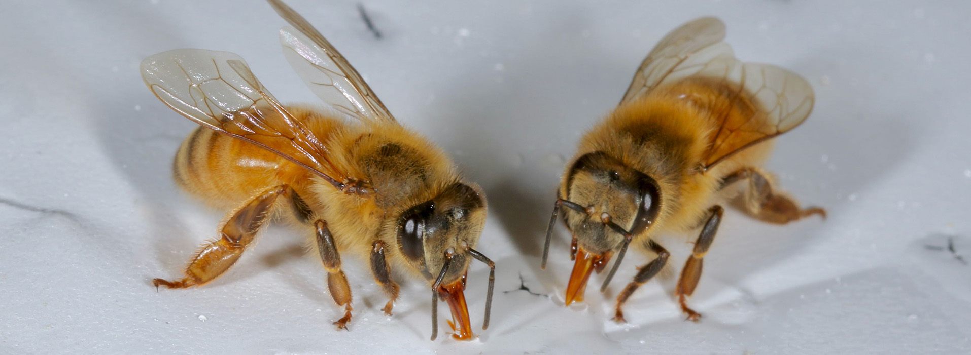 Bees drinking dsRNA biopesticide