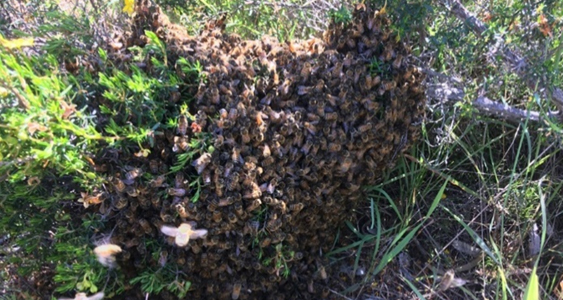 Swarming Behaviour Thumb