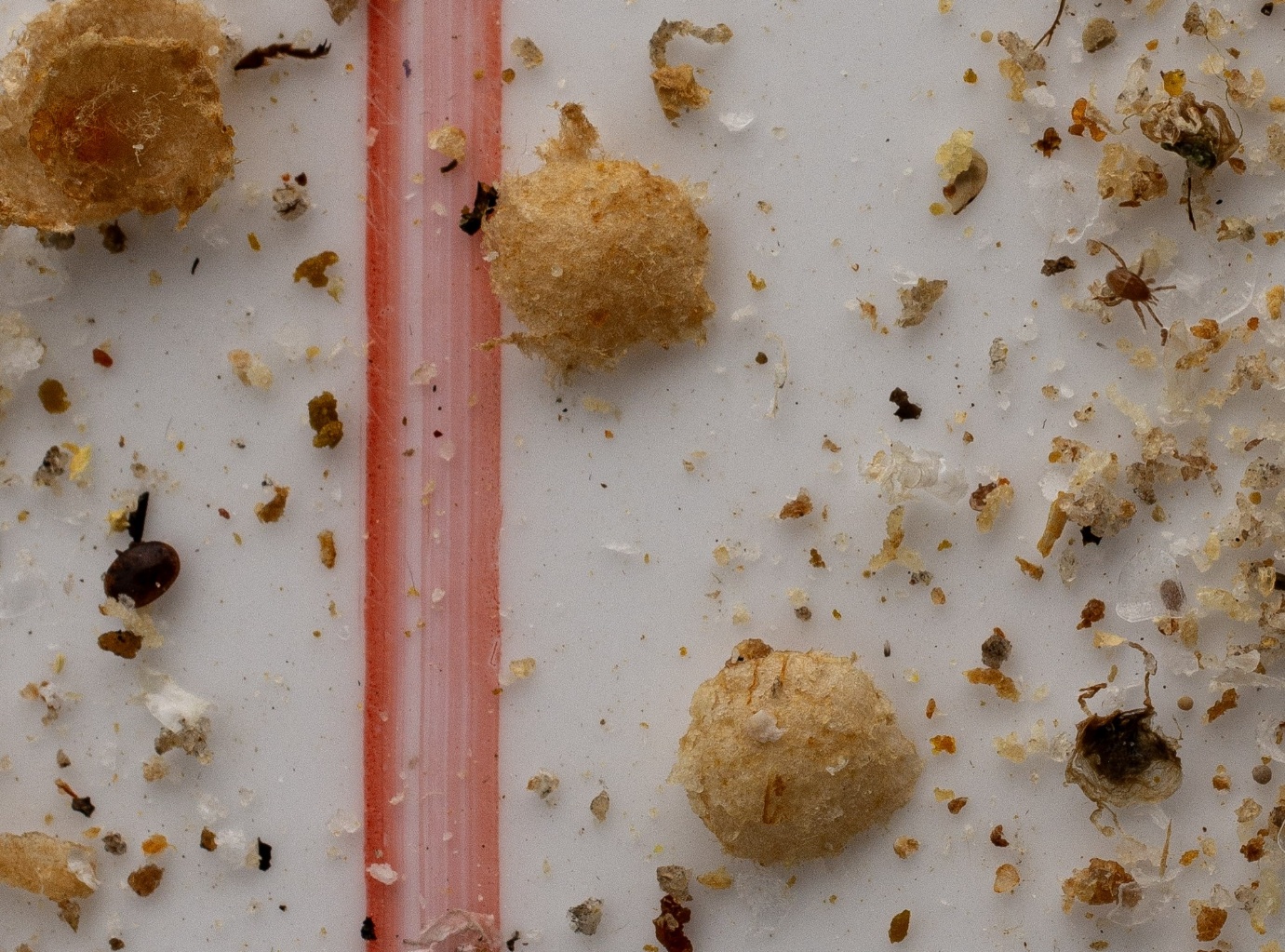 Fig05 Two Mite Species In Debris