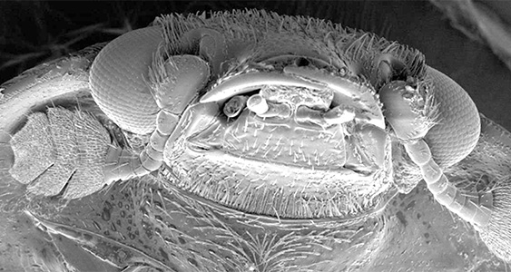 QLD DPI Issue Page Thumbs JAN 2026