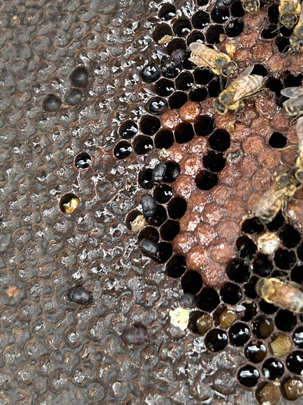 Old Brrod With SHB 600