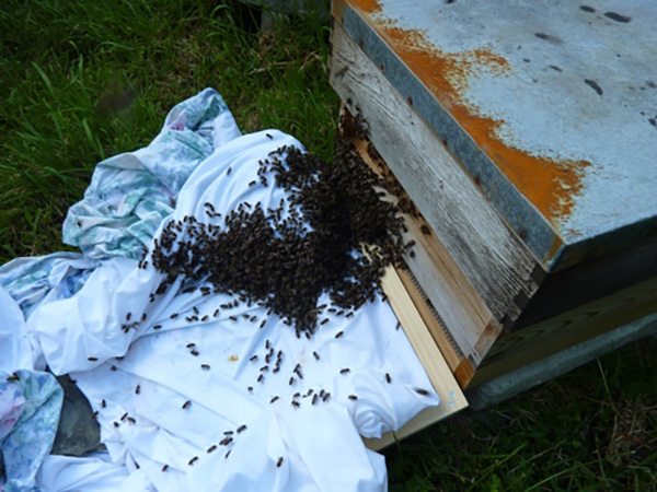 Swarm Sheet Later 600