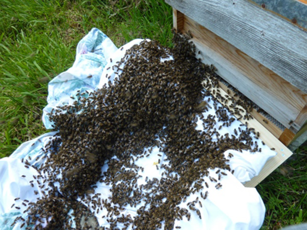 Swarm Sheet 600