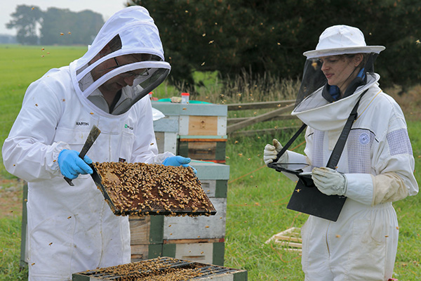Martin Rose With Bees 600