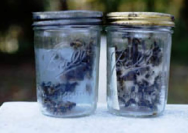 Jars With Bees Photo