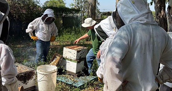 Queen Rearing Thumbs JAN 2026