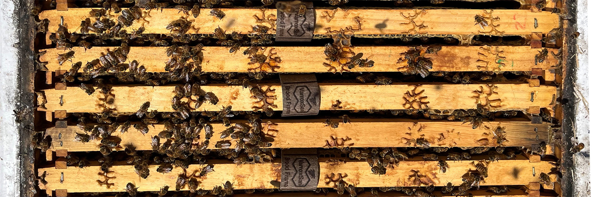 VarroxSan strips in place in the broodnest on day 1 of treatment.