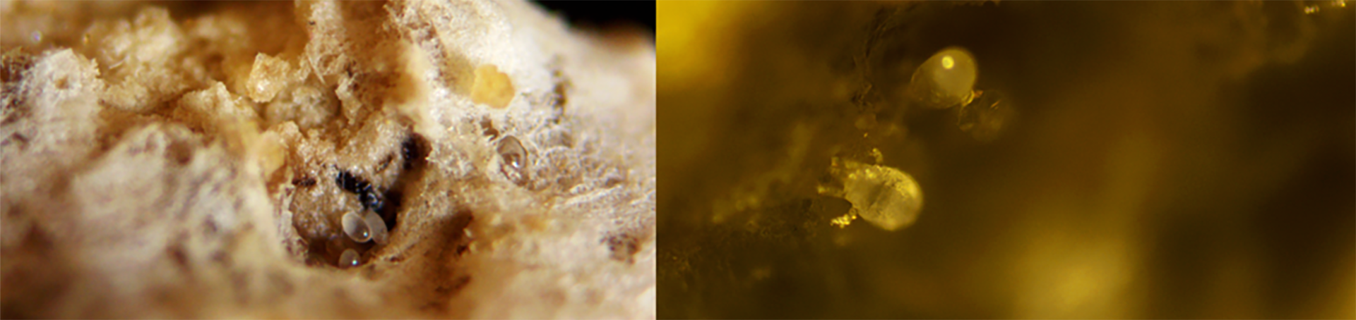 Fig 01_New juvenile mites emerging from eggs
