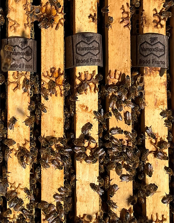 Varroxsan Vert 600 Short