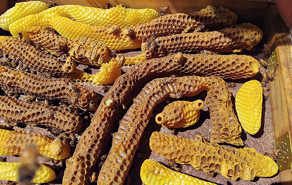 Swarm Hive 2 600 (1)