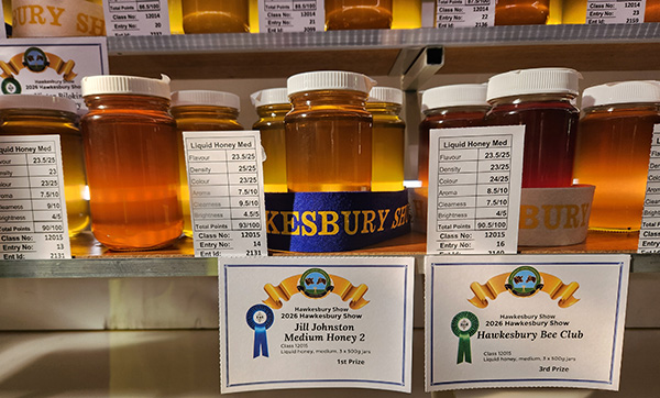 Honey Comp 1 600