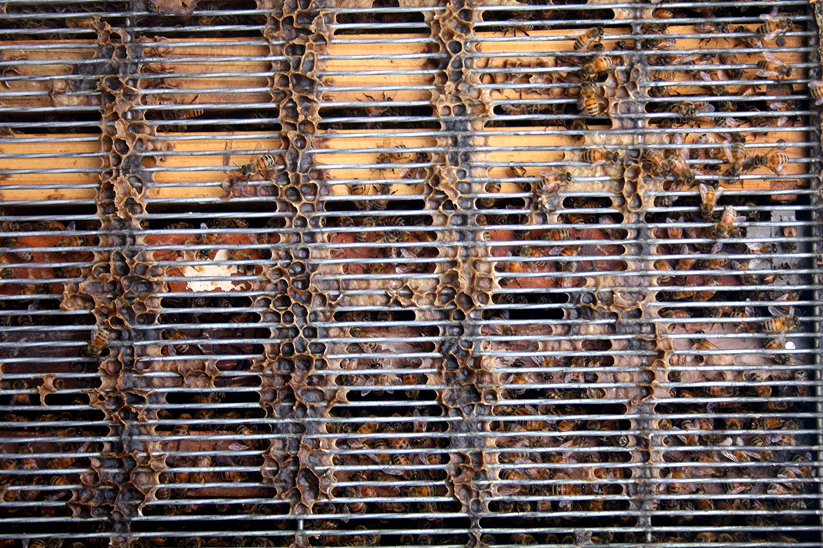 Queen excluders are valuable to confine the Queen to the brood box