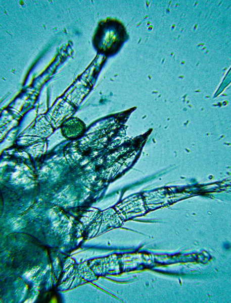 Fig04 Pincers And Palps Mouthparts