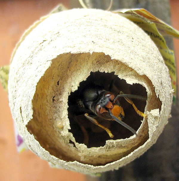 03 Primary Nest 600