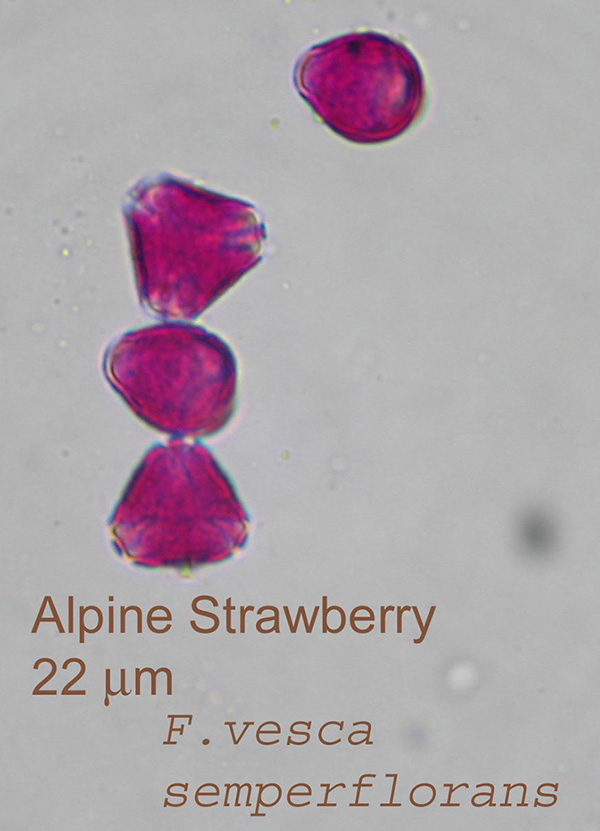 Alpine Strawberry 600