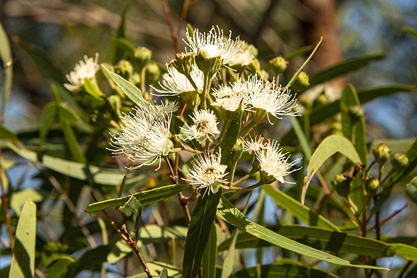 Afloribunda Flowers 600