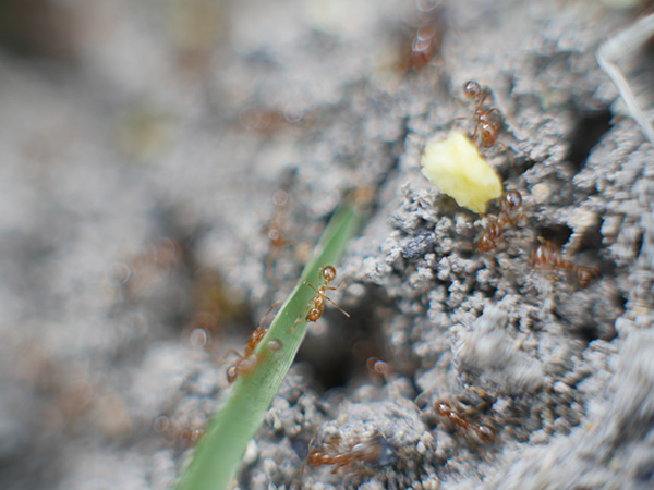 Fire Ants Close Up With Treatment 600