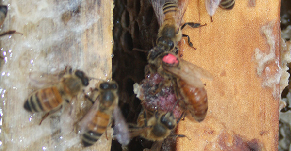 IMG 9910 Narrow Short Short