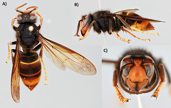 02 Yellow Legged Hornet Diagnostic Views 600